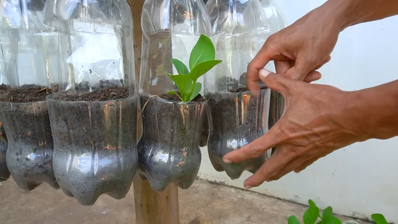Growing Choi Sum Easier
