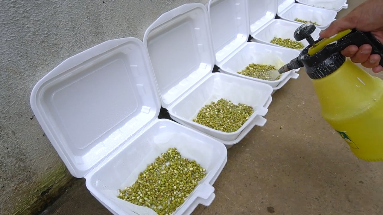 Bean sprouts at home