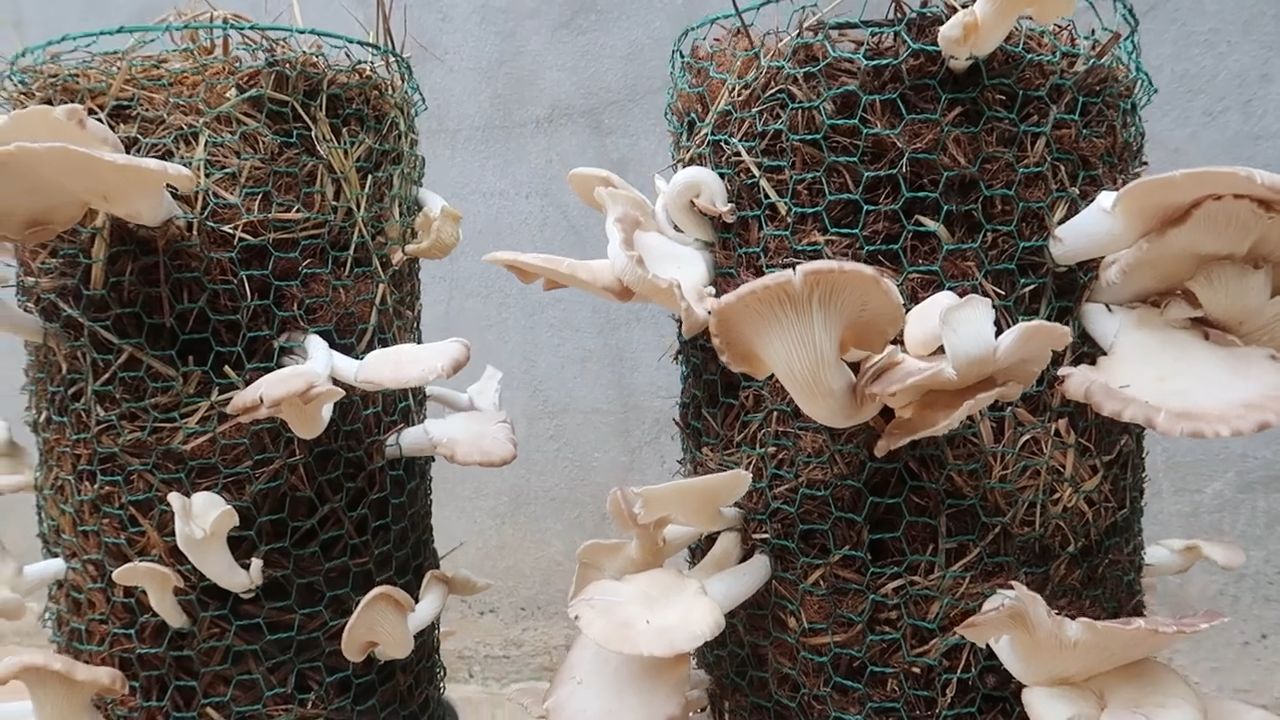 Home mushroom growing strategy