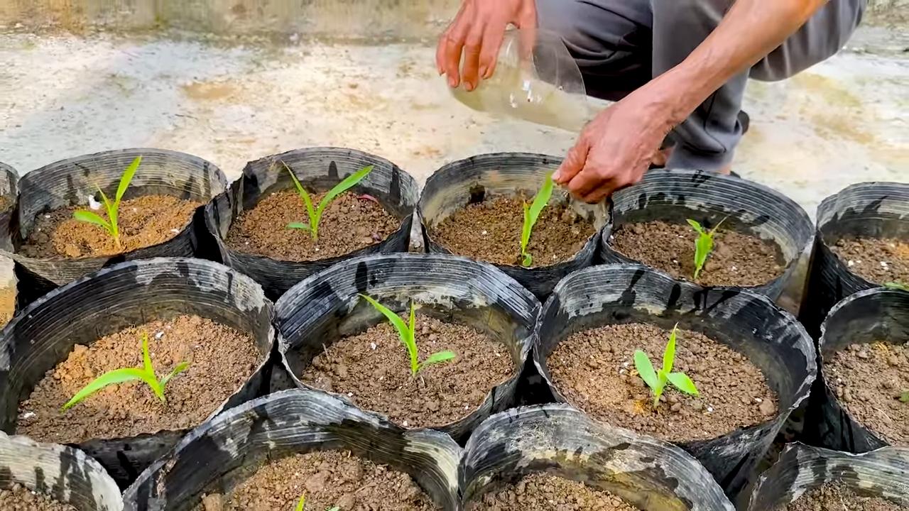 Rooftop Corn Growing Easy