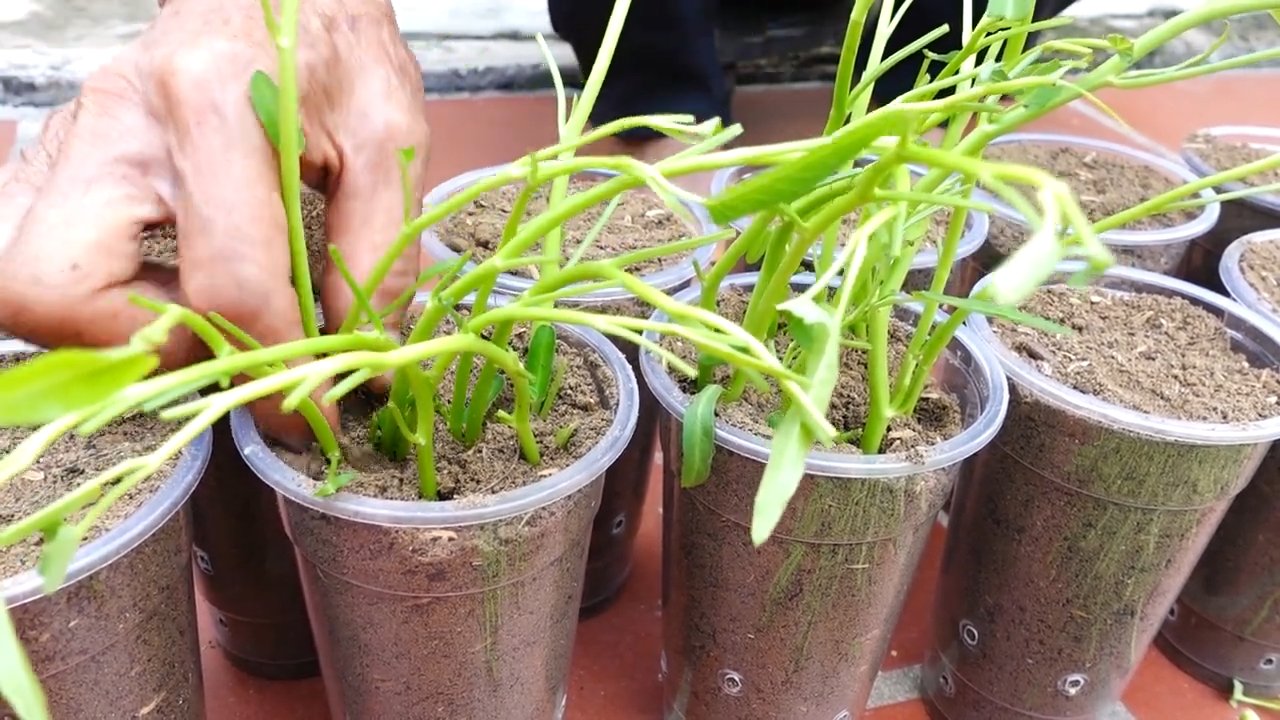 Growing water spinach at home