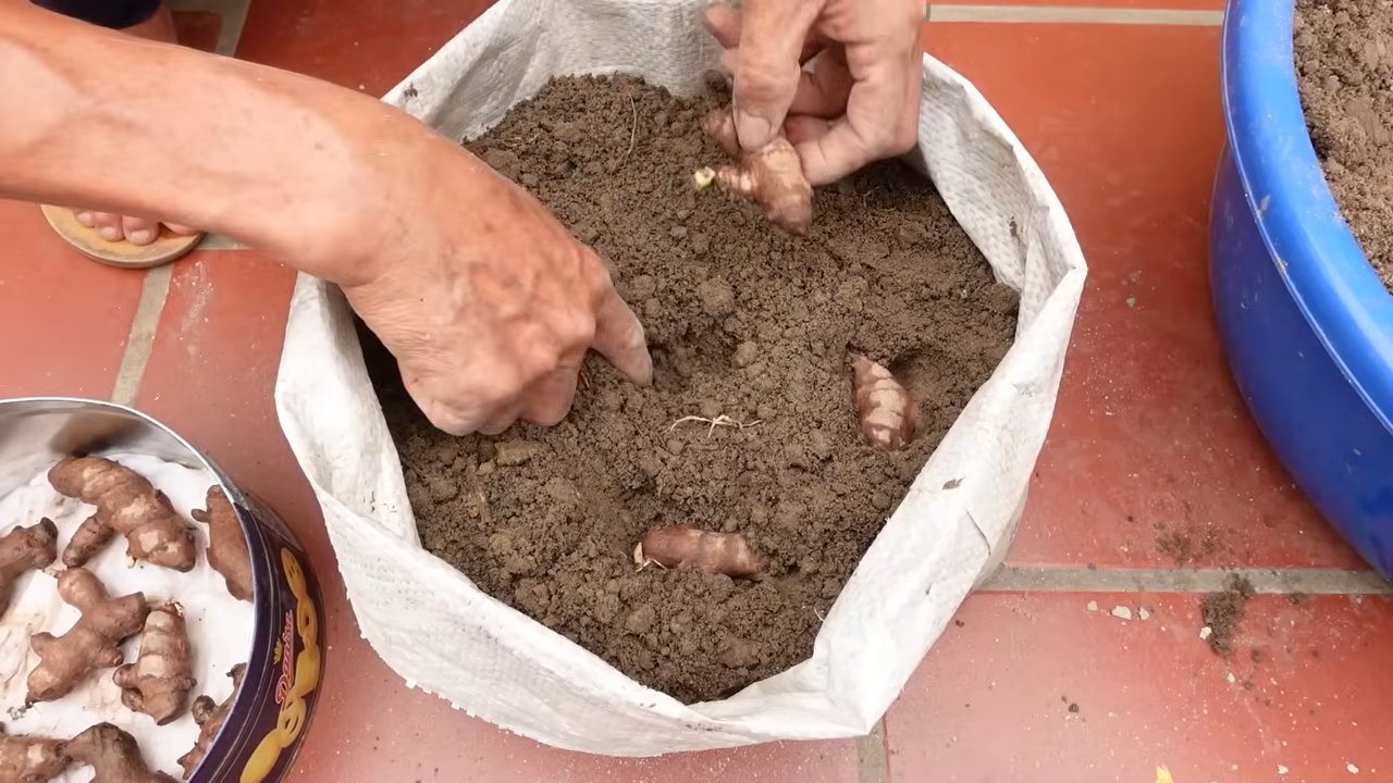 Grow ginger at home