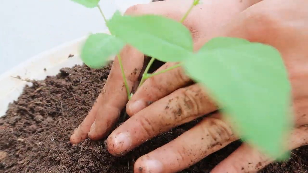 Winged Bean Growing Tips