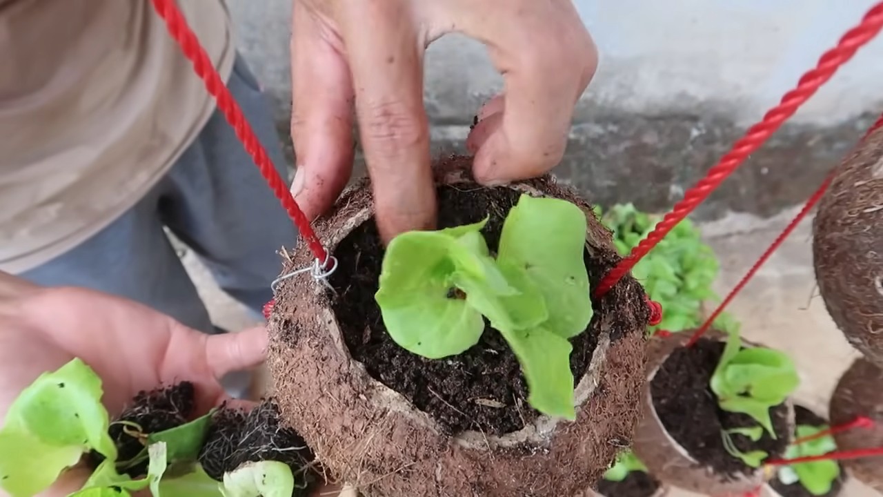 Coconut shell lettuce growing