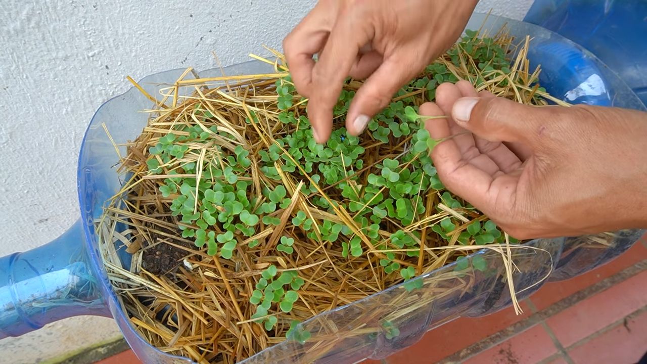 Grow Healthier Backyard Kohlrabi