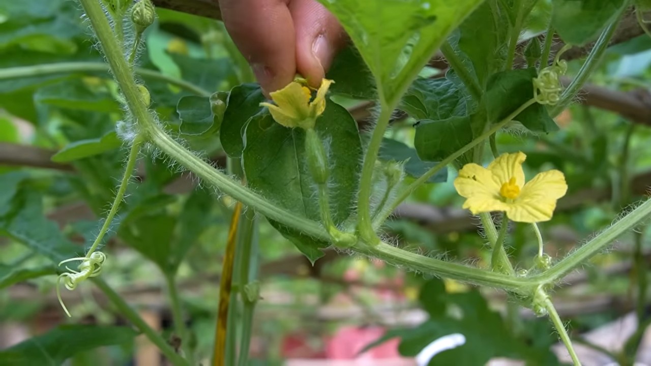 Grow Bigger Watermelons Easily