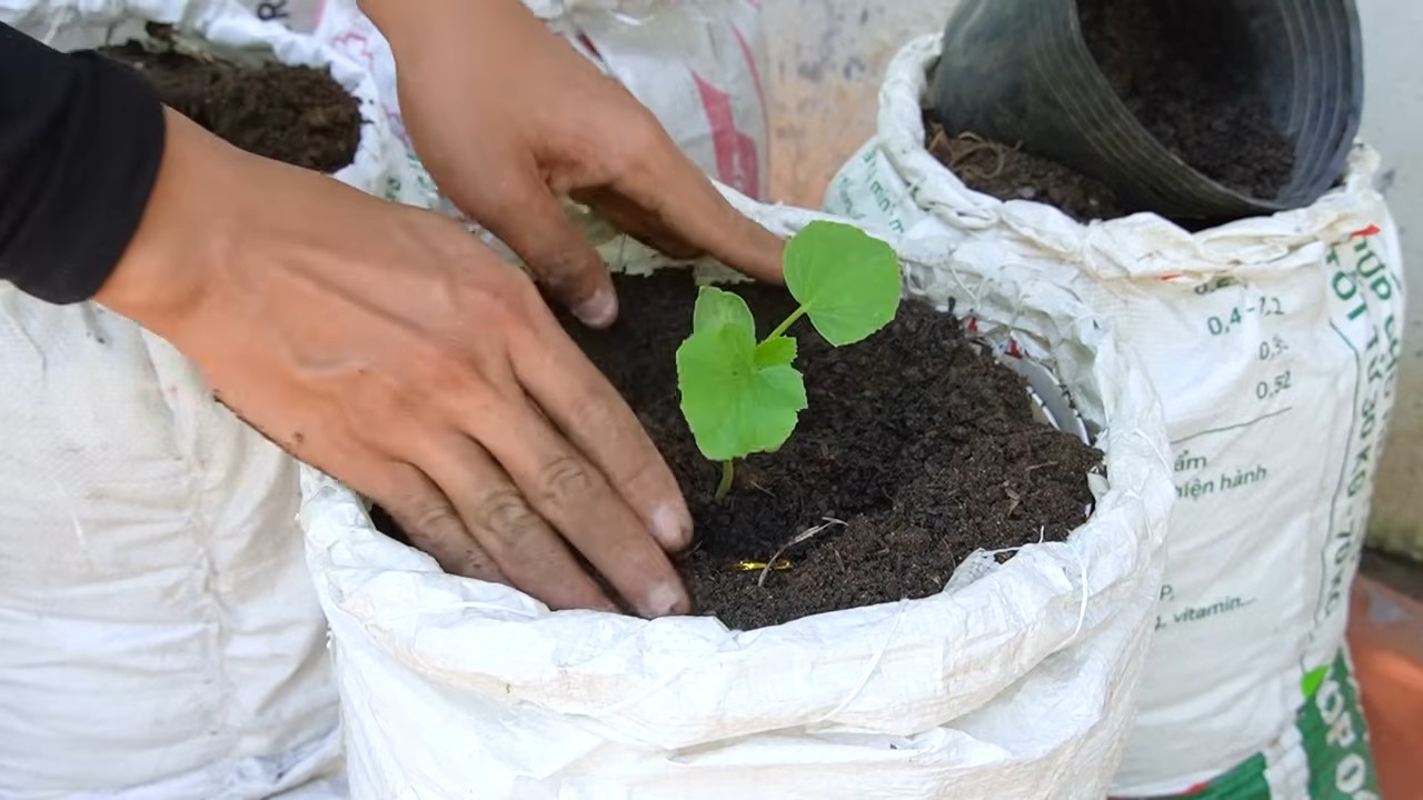 Grow bag cantaloupe