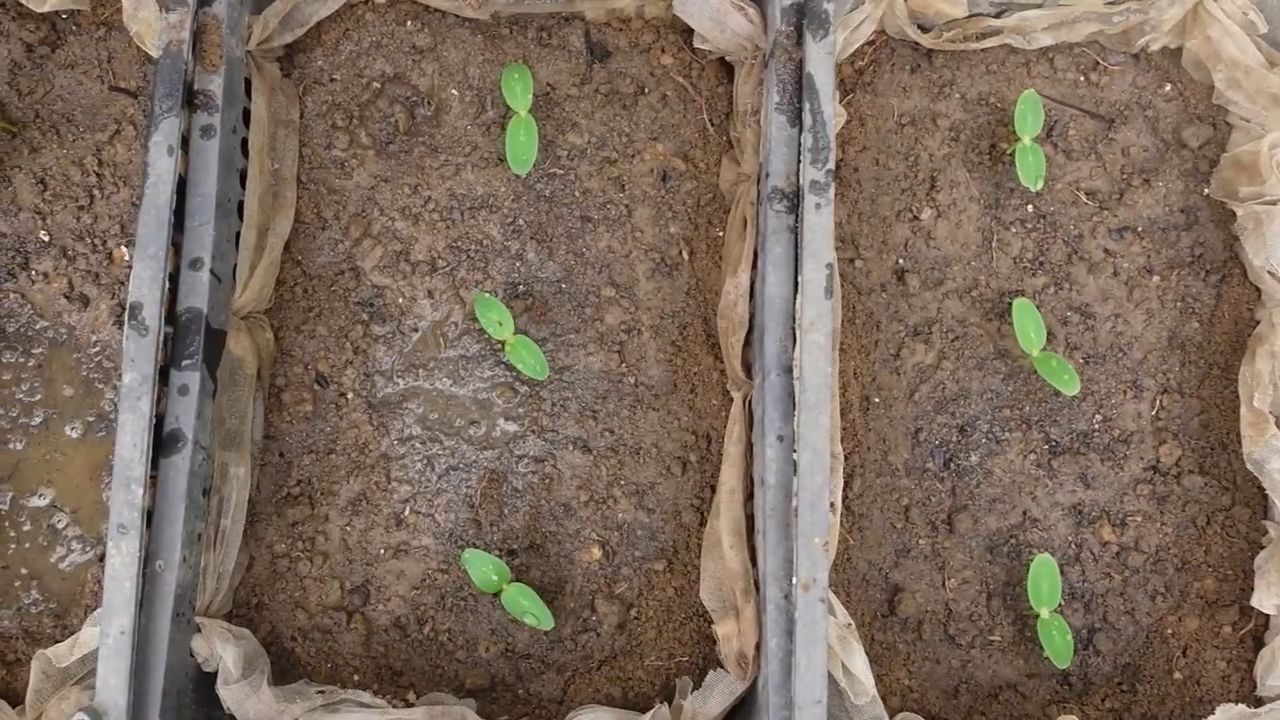 High yield cucumber mistakes