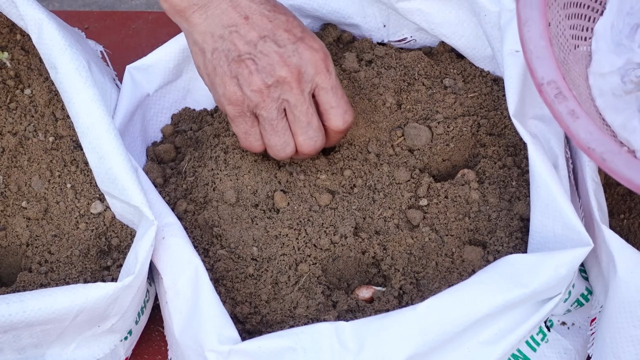 Grow peanuts in foam box