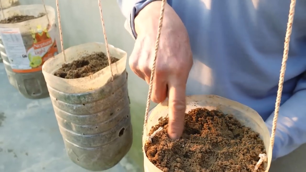 Grow Clean Carrots at Home