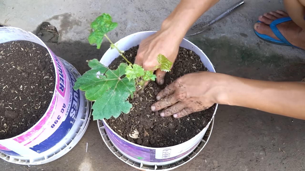 Harvesting grapes year round