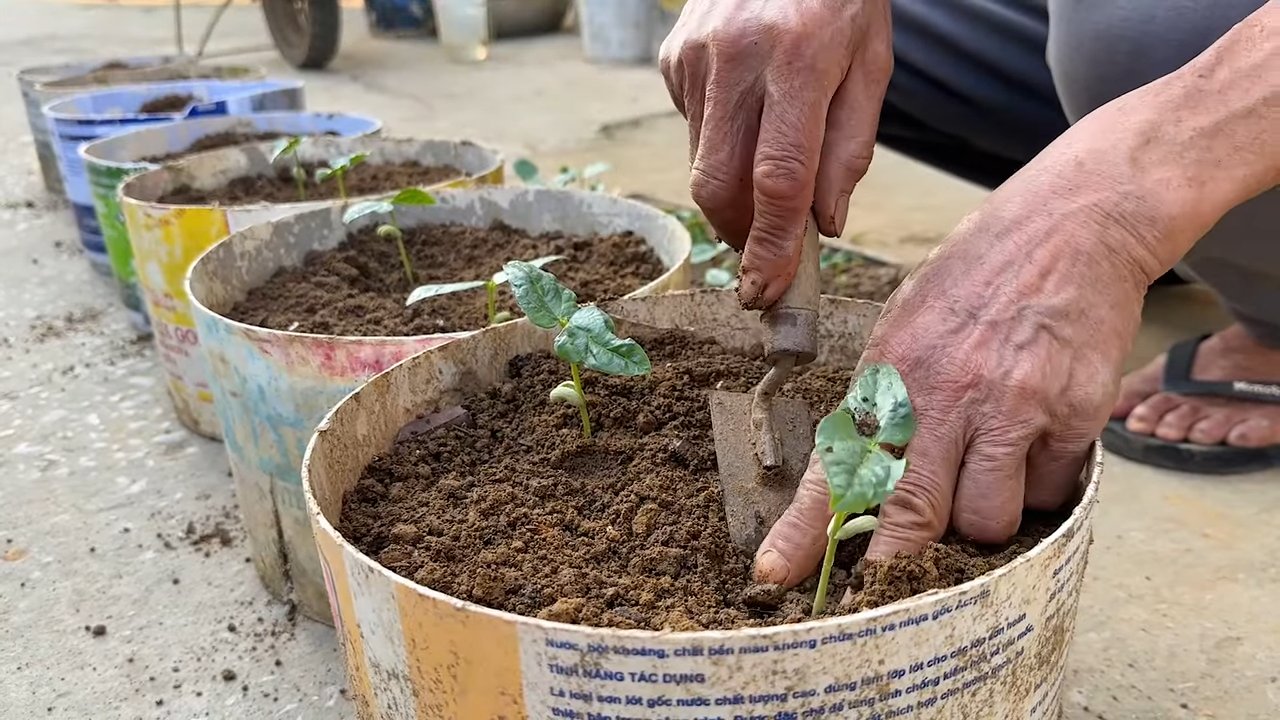 Grow more yardlong beans