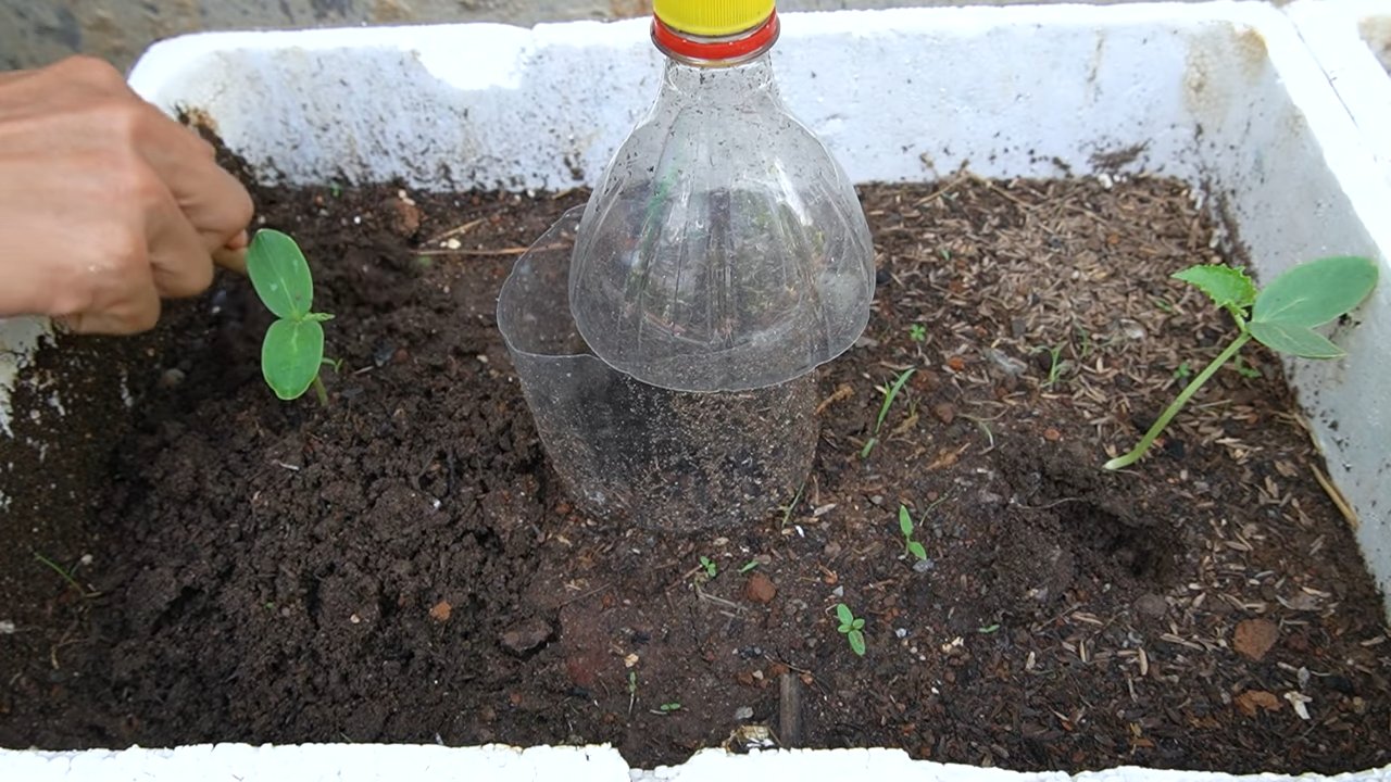 Grow Cantaloupe Successfully