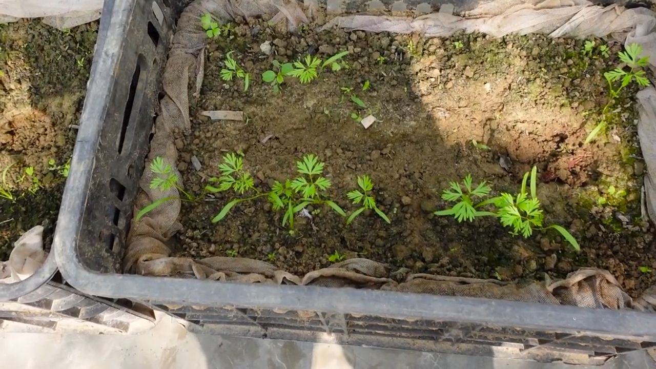 Fast growing purple carrots