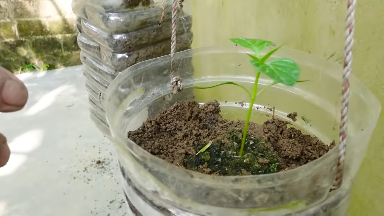 Free chili garden on budget