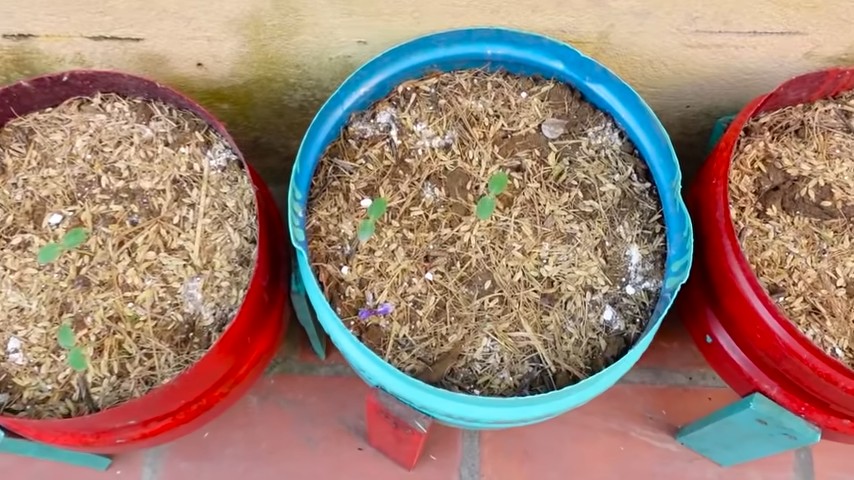 Grow Honeydew Melons