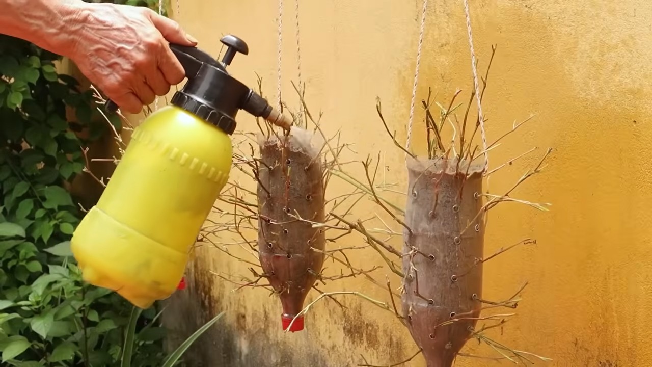 Harvesting Fish Mint at Home