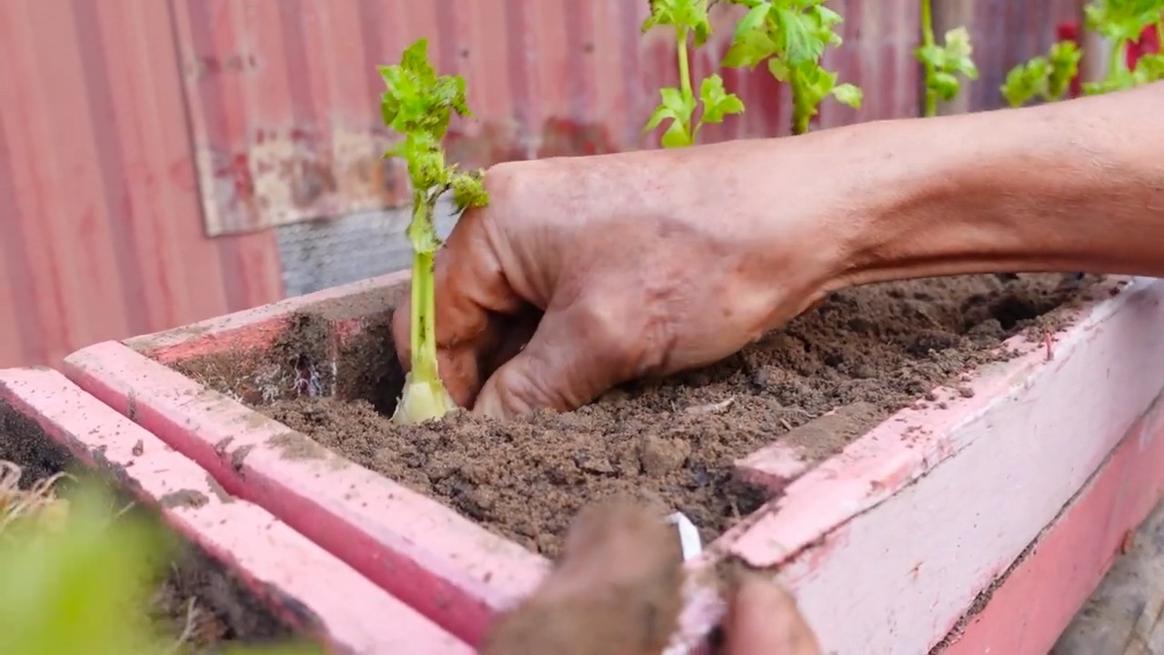 Growing Celery on a Fence