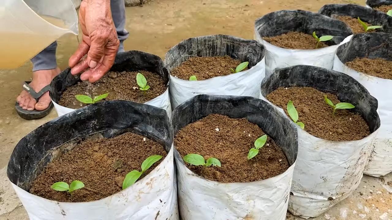 Grow Malabar Spinach Quickly