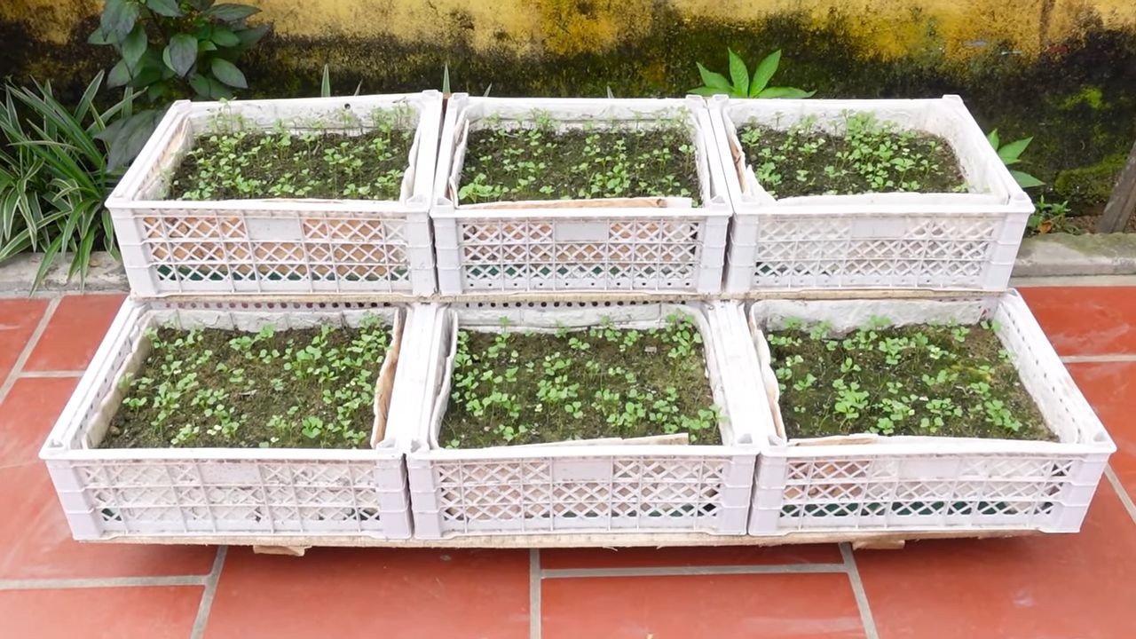 Hanging mustard greens growing