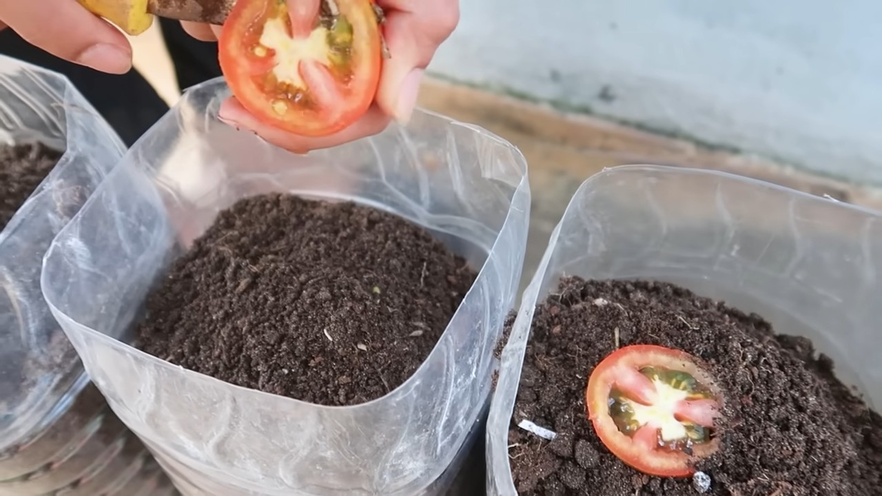 Tomato garden for family