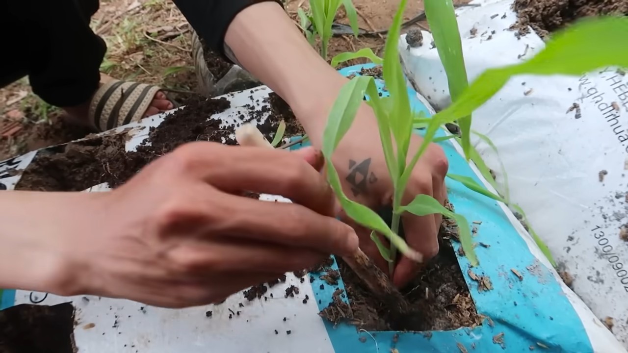 Soil bags for corn growing