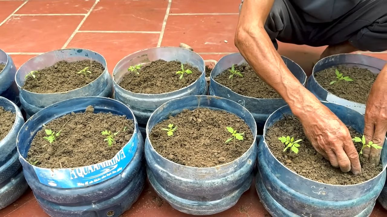 Growing tomatoes in plastic cans