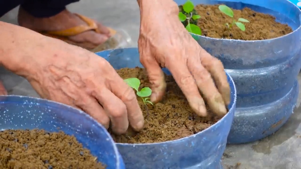 Growing Eggplants Successfully
