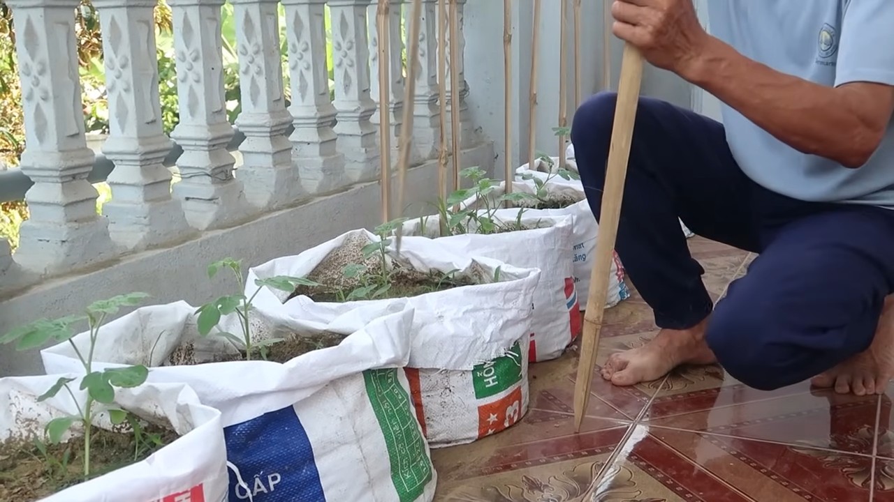 Grow Watermelons Fast