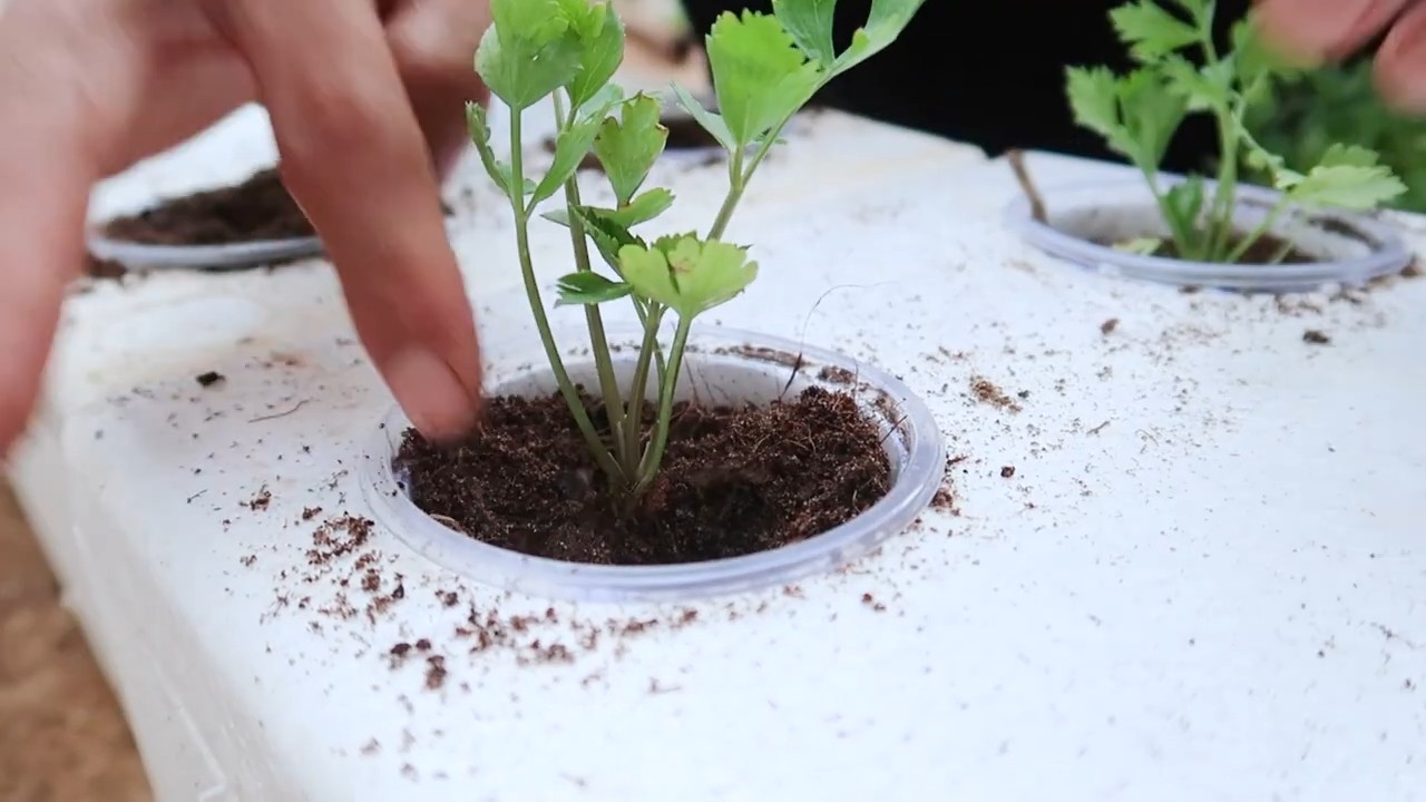 Grow Crunchy Celery Home