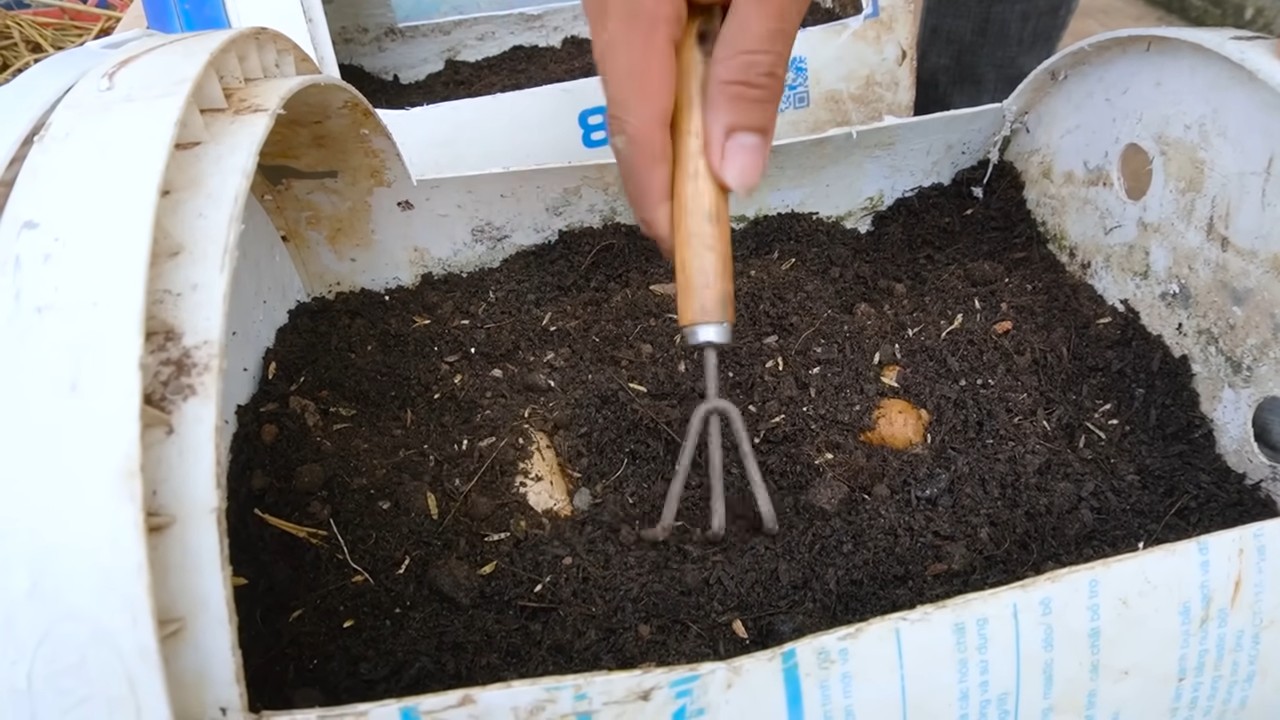 Shaped yellow watermelon growing