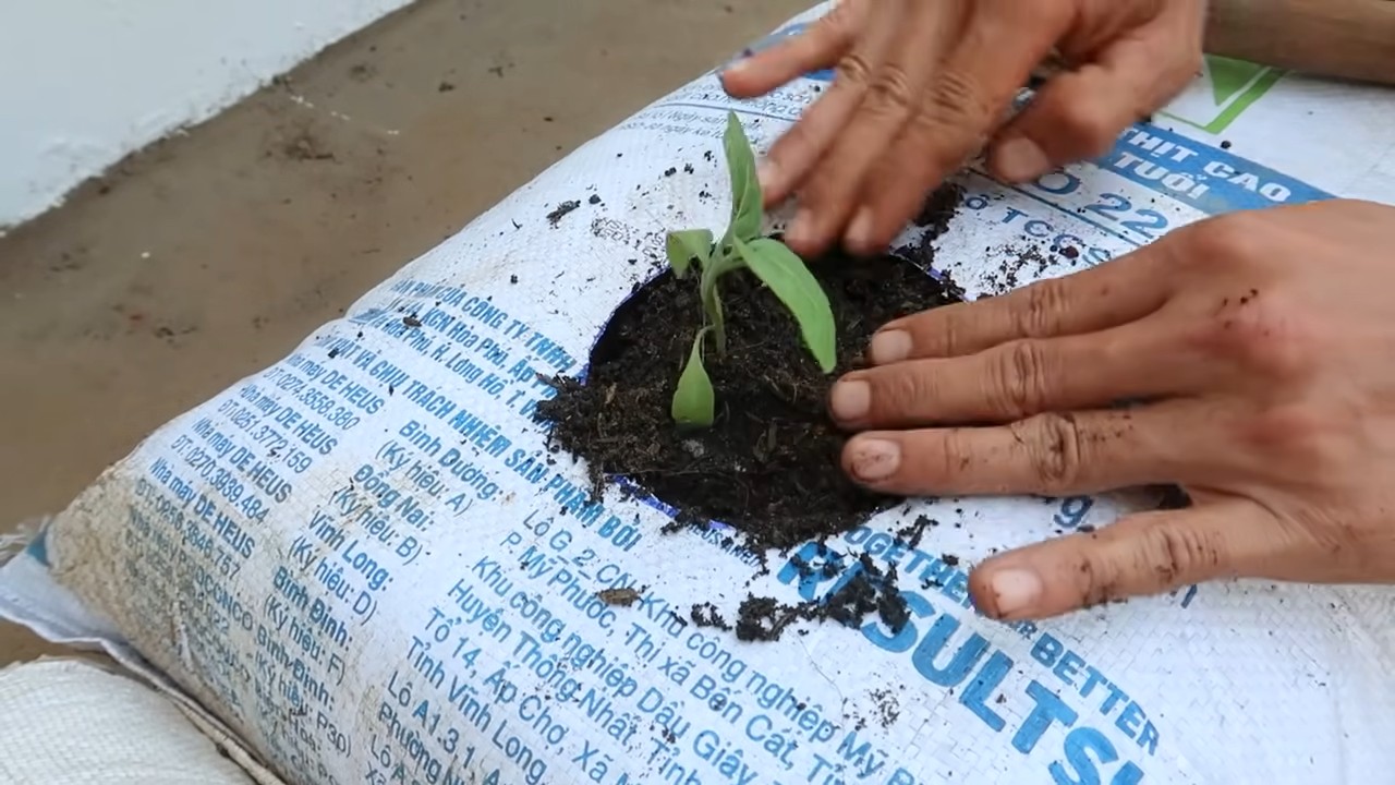 Growing Eggplants Home Garden