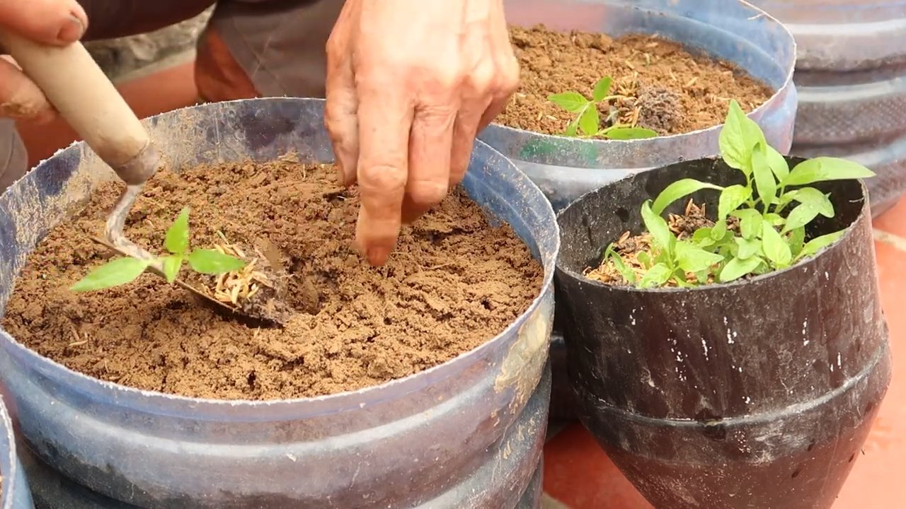 Chili yield increase hack
