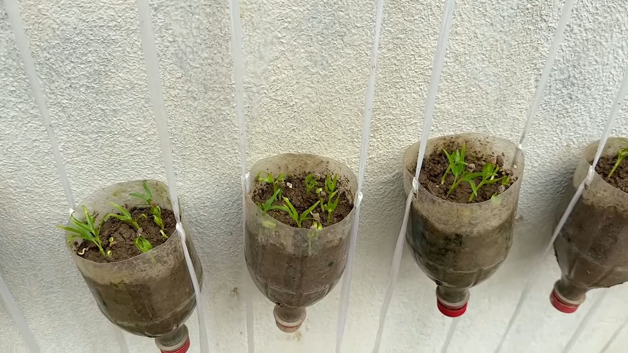 Growing water spinach in bottles