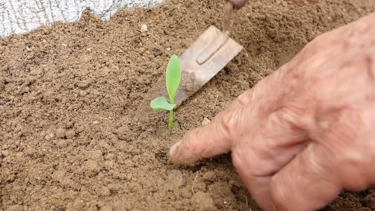 Concrete yard corn growing