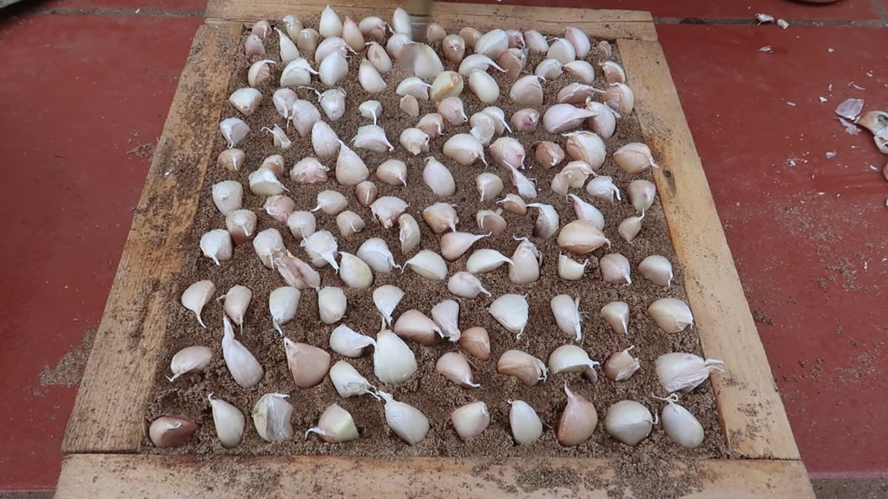 Growing Potatoes Without a Garden