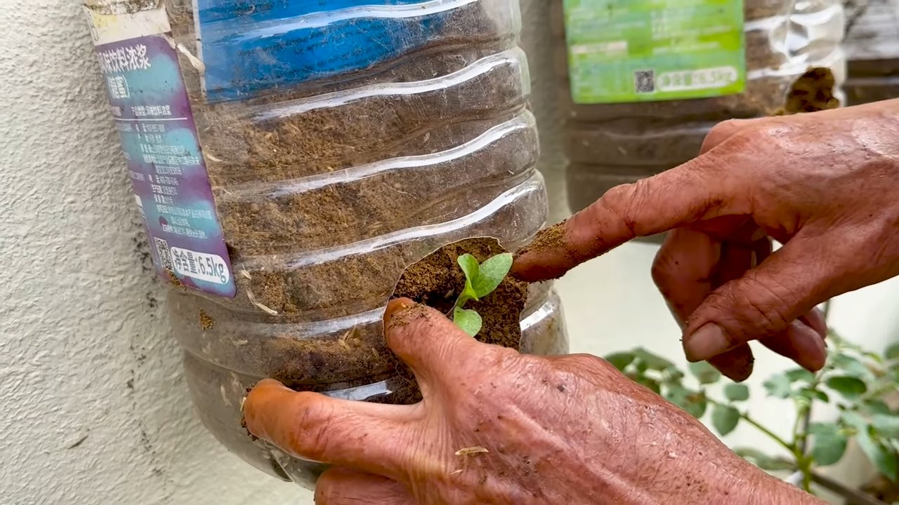 Eggplant growing hacks