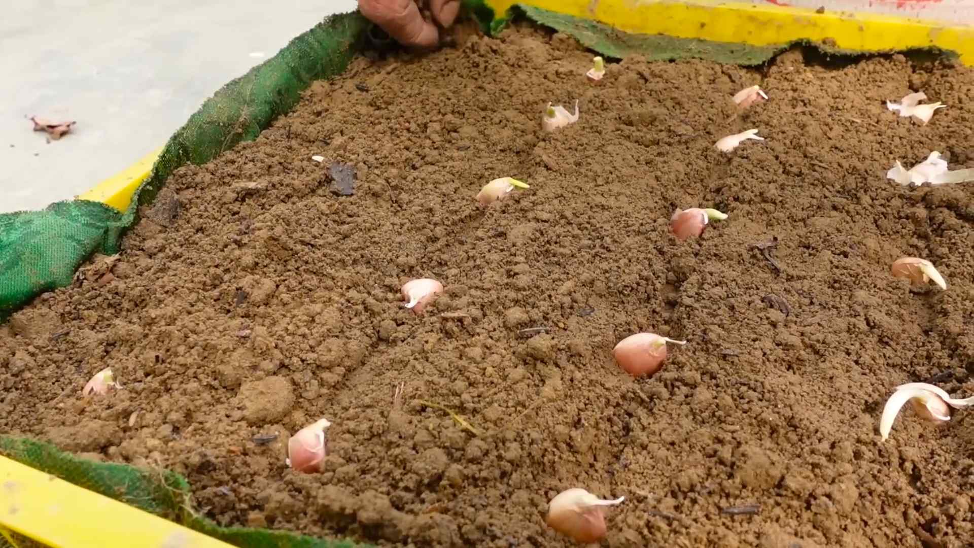 Growing garlic from bulb