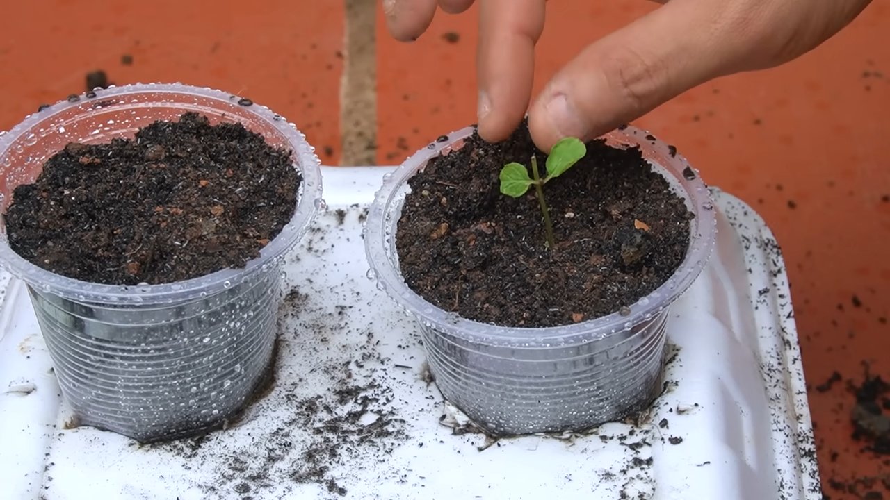 Mint growing styrofoam box