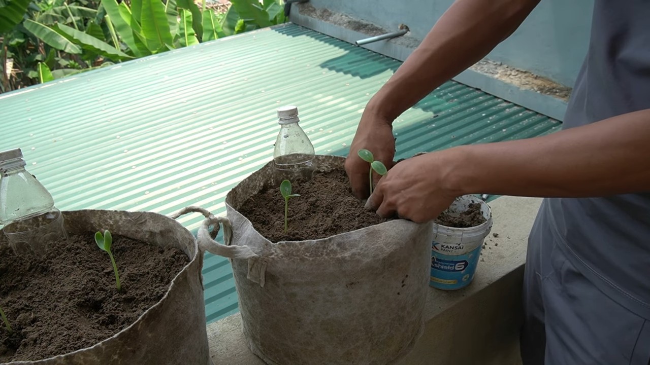Container Watermelon Growing