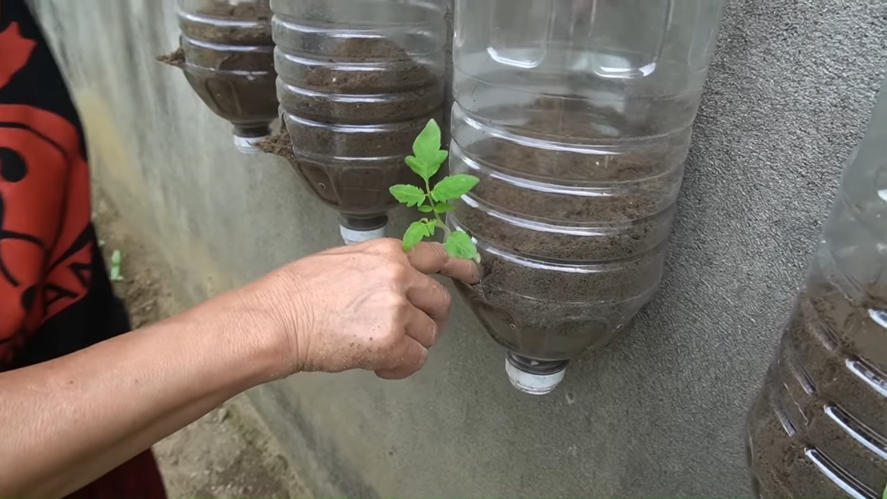 Vertical tomato garden DIY