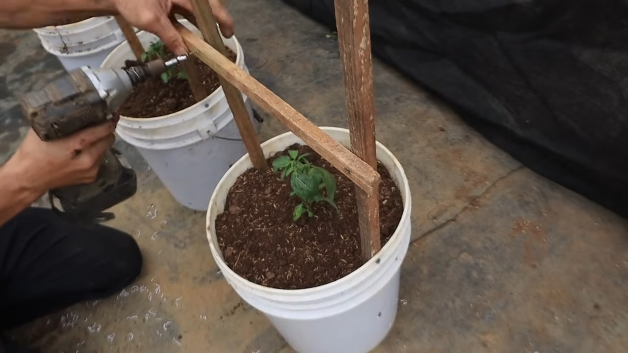 Grow Pepino Melons Home
