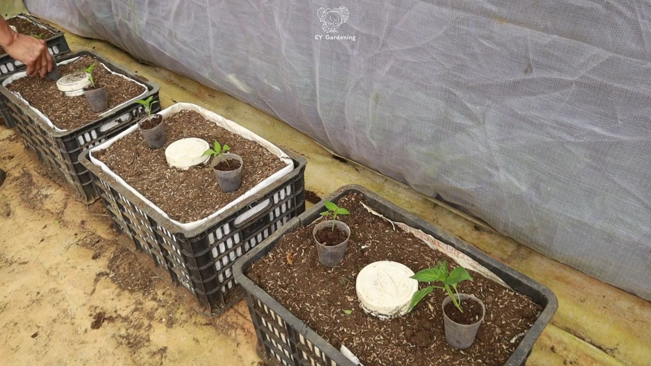 Spicy Chili Planting Routine