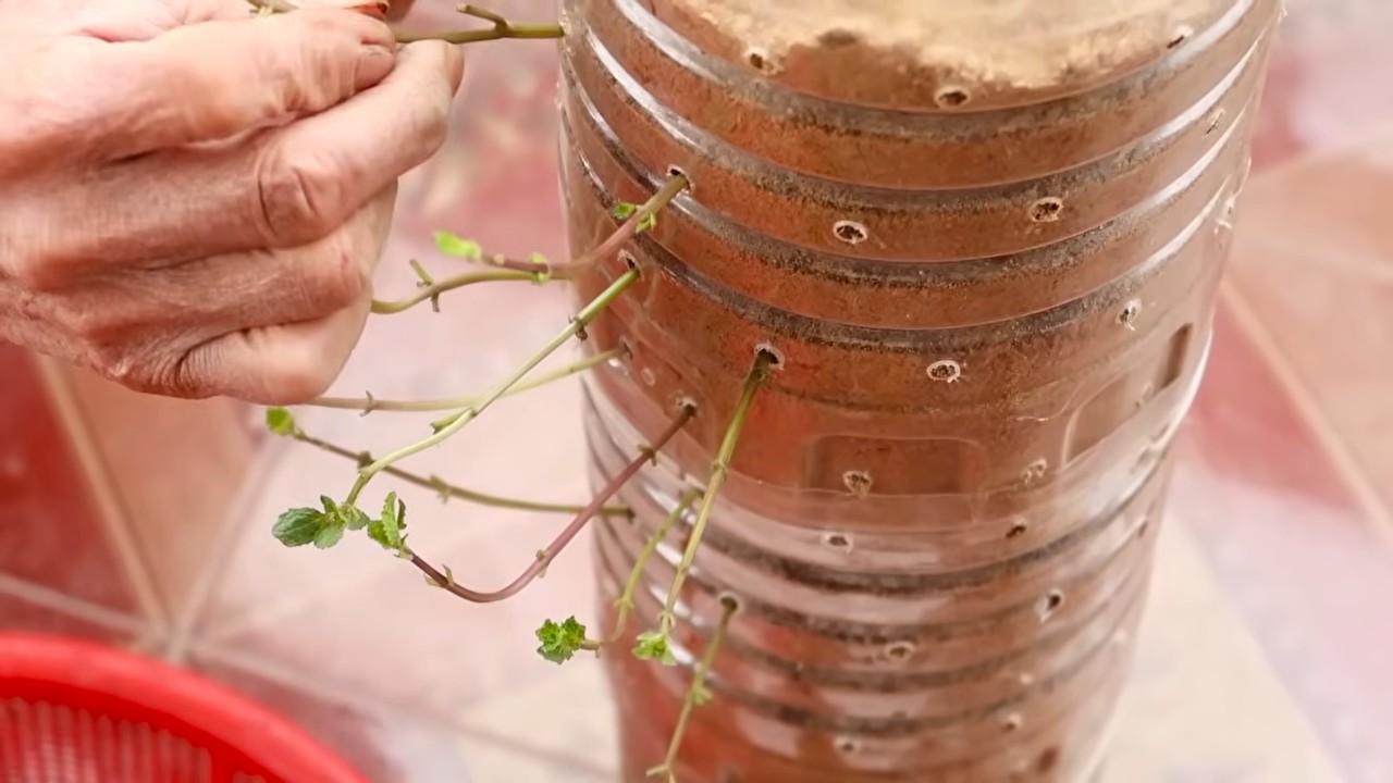 Fresh herbs all year