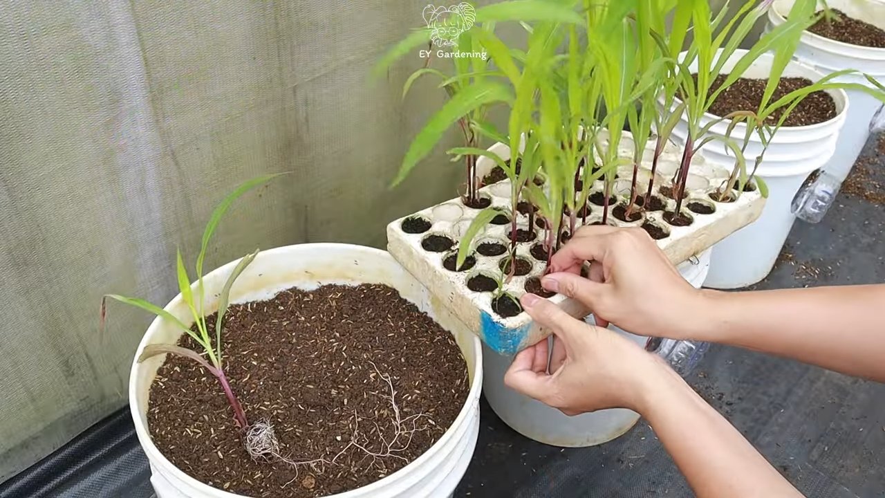 Growing purple corn at home