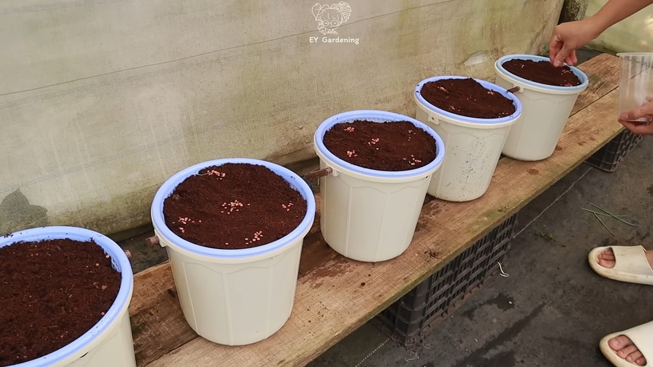Growing Coriander in Water