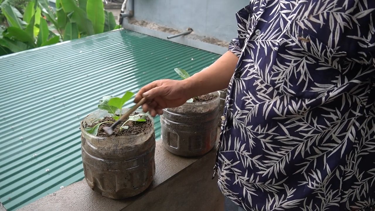 Cauliflower growing tips