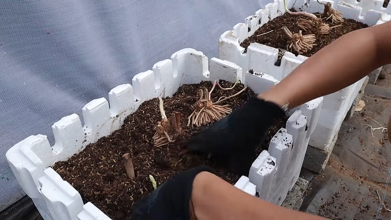 Grow Asparagus Quickly Easily