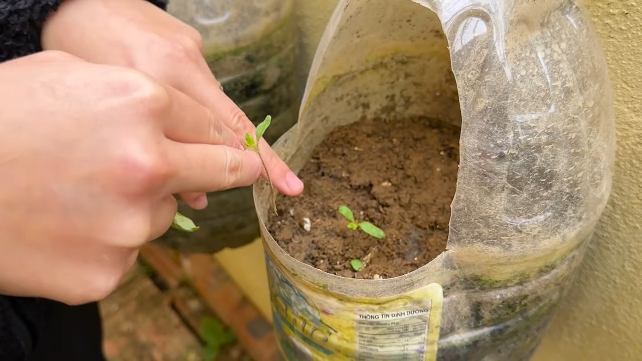 Growing tomatoes beginner hack