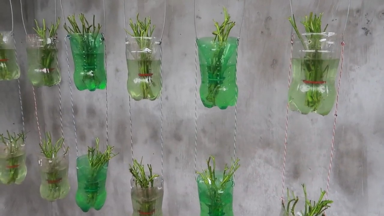 Spinach Growing Plastic Bottles